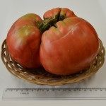 Przejdź do - Niezwykły pomidor wyhodowany na terenie naszej gminy