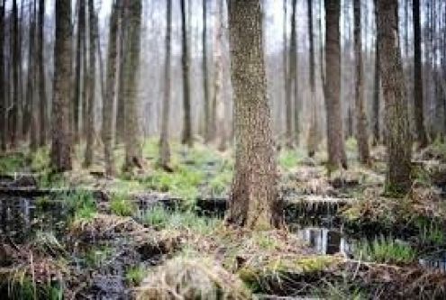 INFORMACJA
Uprzejmie informujemy,
że Leśniczy Pan Andrzej Kosik w dniu 08.04.2026 r. nie będzie...