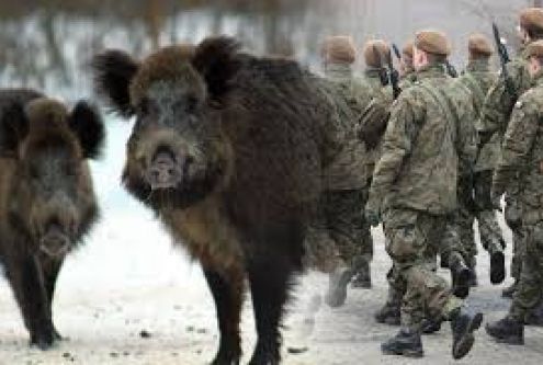 Informujemy, że w dniach 23-24 kwietnia 2026 r. na terenie Gminy Ostrówek odbędzie się akcja prze...